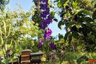 Biene fliegt zu lila Rittersporn-Blüte