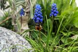 Hummel an blauer Traubenhyazinthe