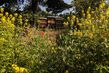 Bienenstöcke in Wildblumenwiese