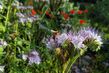 Biene auf lila Phacelia-Blüte