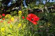 Rote Mohnblume in einem blühenden Garten